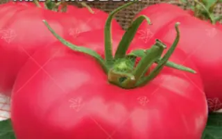 САХАР МАЛИНОВЫЙ