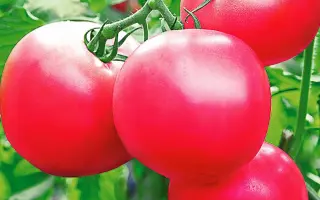 ЯРКАЯ МАЛИНОВКА