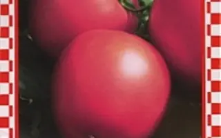 ЯГОДА-МАЛИНА