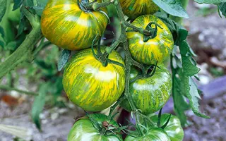 ЗЕЛЕНАЯ ЗЕБРА