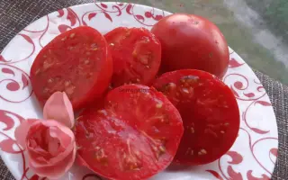 БЕРНСКАЯ РОЗА