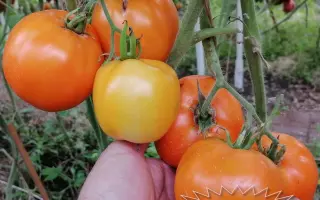 ОРАНЖЕВОЕ СОЛНЦЕ