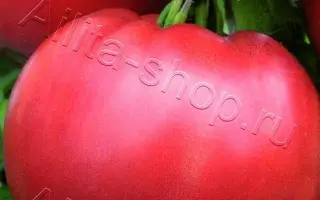 ЩЕДРЫЙ ВКУС