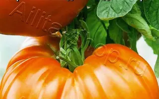 ТОЛСТЫЕ ЩЕЧКИ