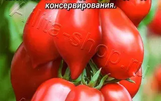 ПИР НА ВЕСЬ МИР