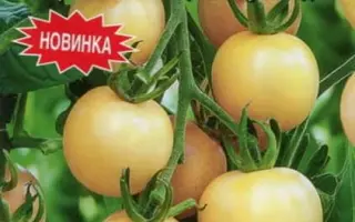 МИРАБЕЛЛА