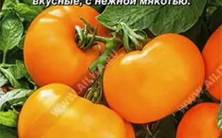 ДЖАЛО САНТА