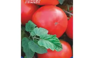 АСКЕТ
