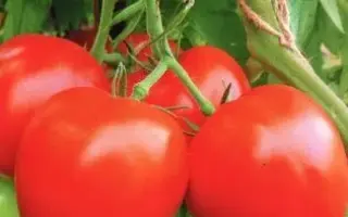 СИРАНО