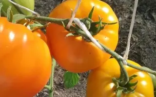 ОРАНЖЕВЫЙ СПАМ