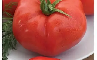КАССИОПЕЯ