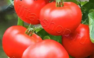 ЖОРИК-ОБЖОРИК