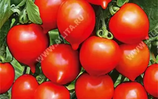 СЕНЬОР ПОМИДОР