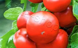 ВКУС ДЕТСТВА