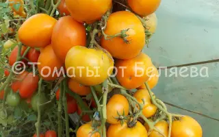 МЕДОВОЕ СЕРДЦЕ