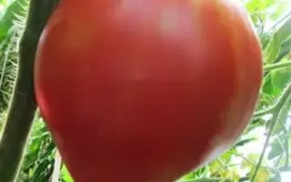 СЕРДЦЕ СИБИРИ