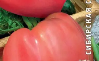 АЛТАЙСКАЯ ЗАРЯ