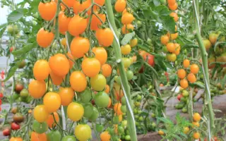 МОНИСТО ЯНТАРНОЕ