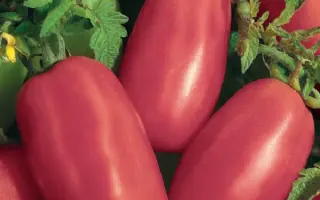 ПЕРЦЕВИДНЫЙ МАЛИНОВЫЙ