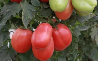 НОВОСИБИРСКИЙ РОЗОВЫЙ