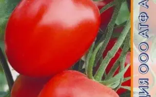 НОВОСИБИРСКИЙ КРАСНЫЙ