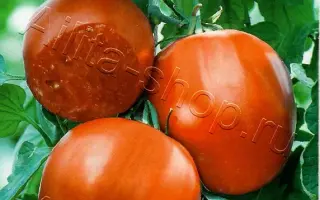 ЧУДОТВОРЕЦ