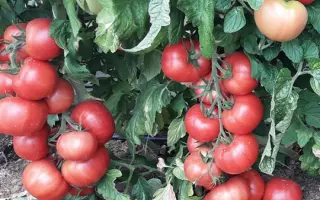 ПИНК ИМПРЭШН