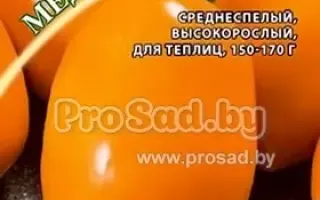 МЕДОВЫЙ НАЛИВ