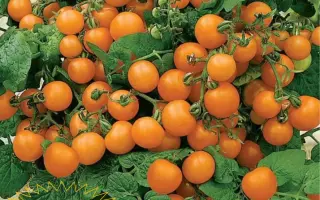 ГОРШЕЧНЫЙ ОРАНЖЕВЫЙ