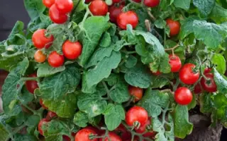 ГОРШЕЧНЫЙ КРАСНЫЙ