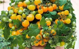 ГОРШЕЧНЫЙ ЖЕЛТЫЙ