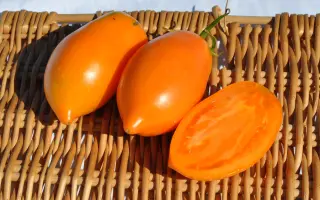 ТАЕЖНОЕ ЗОЛОТО