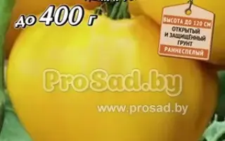 ЖЁЛТОЕ СЕРДЦЕ