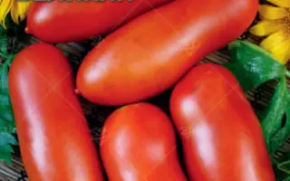 ПЕТР ВЕЛИКИЙ