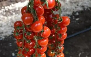 БАХЧИСАРАЙ