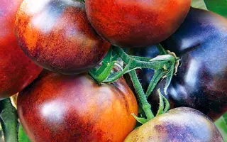 ИВАН-ДА-МАРЬЯ