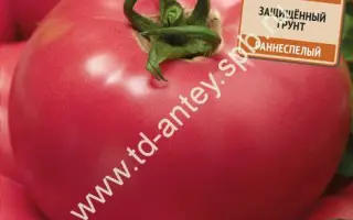 ЗВЕЗДА ВОСТОКА