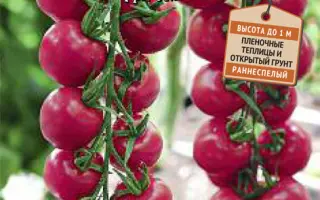 СЛАДКАЯ ВСТРЕЧА