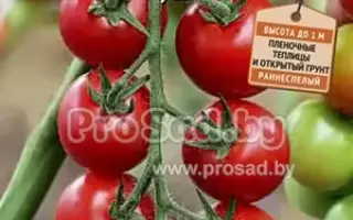 ДАЧНОЕ ЛАКОМСТВО