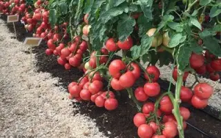 ПЕРСИАНОВСКИЙ