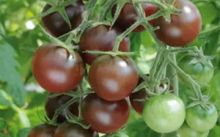 ЧЕРНЫЙ ШОКОЛАД