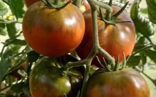 ЧЕРНАЯ ЛАКОМКА