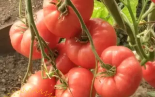 БРЕНДИ РОЗОВЫЙ