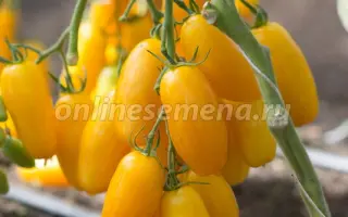 БАНАН ЖЕЛТЫЙ