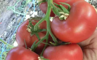 ПИНК ХАРВЕСТ