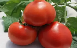 РЕД ХАРВЕСТ