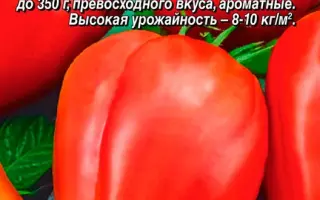 СЕРДЦЕ КРАСАВИЦЫ