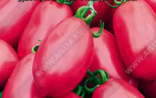 СОКОЛИНЫЙ КЛЮВ