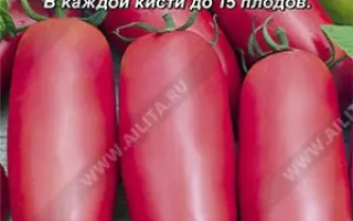 ПУРПУРНАЯ СВЕЧА