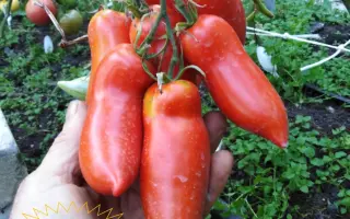 КРАСНАЯ СОСУЛЬКА